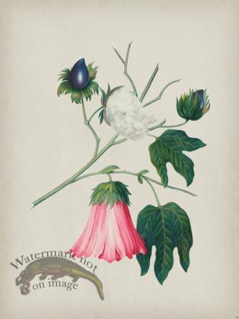 Andean Botanicals 029